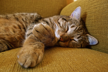 Картинка животные коты кресло кот серый сон