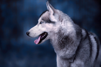 Картинка животные собаки хаски профиль морда язык собачка собака портрет фон