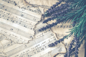 Картинка музыка -другое растение ноты