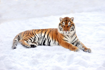 Картинка животные тигры tiger