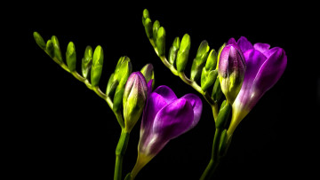 Картинка цветы фрезия лиловый