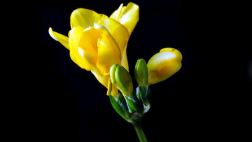 Картинка цветы фрезия желтый