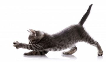 Картинка животные коты полосатый серый котенок