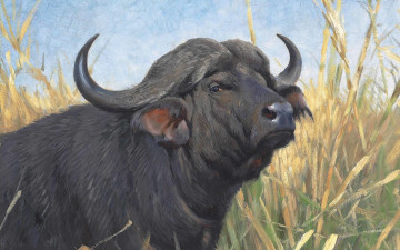 Картинка рисованное животные +коровы a buffalo буйвол немецкий живописец german painter фридрих вильгельм кунерт friedrich wilhelm kuhnert