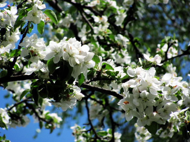 Обои картинки фото цветы, цветущие деревья ,  кустарники, цветение, весна