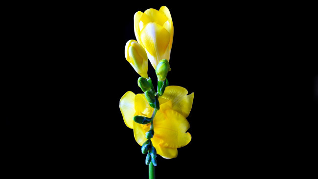 Обои картинки фото цветы, фрезия, желтый