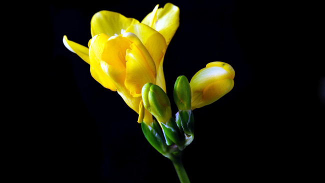 Обои картинки фото цветы, фрезия, желтый