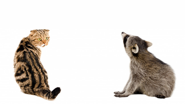 Обои картинки фото животные, разные вместе, енот, кошка, кот