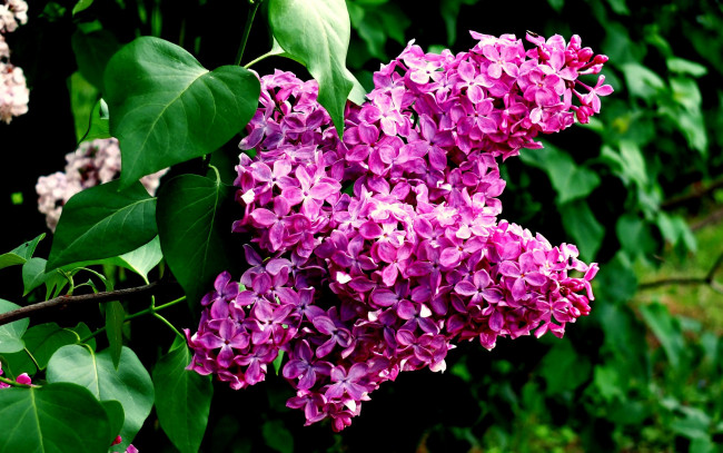 Обои картинки фото цветы, сирень, гроздь, лиловый