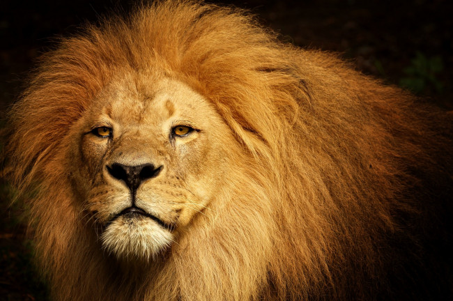 Обои картинки фото животные, львы, лев, зверь, царь