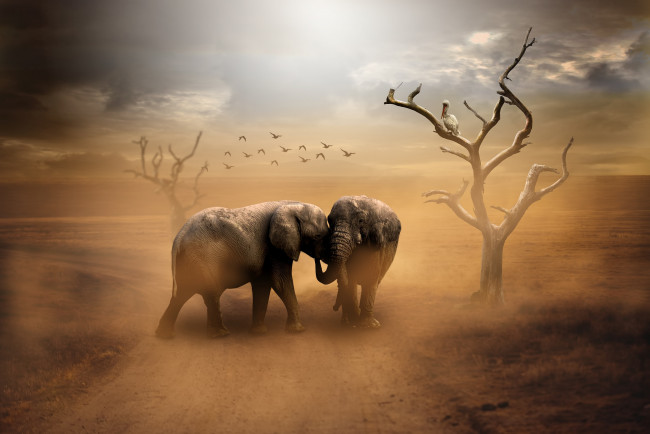Обои картинки фото животные, слоны, дорога, птицы, пыль