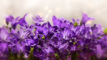 Картинка цветы колокольчики лиловый
