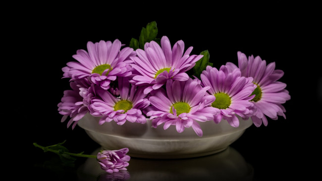 Обои картинки фото цветы, остеоспермумы, розовый