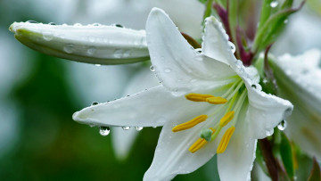 Картинка цветы лилии +лилейники белые макро капли