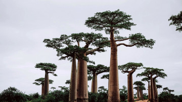 Картинка природа деревья баобабы