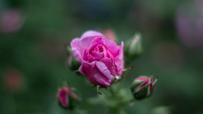 Обои картинки фото цветы, розы, розовая, роза, бутоны