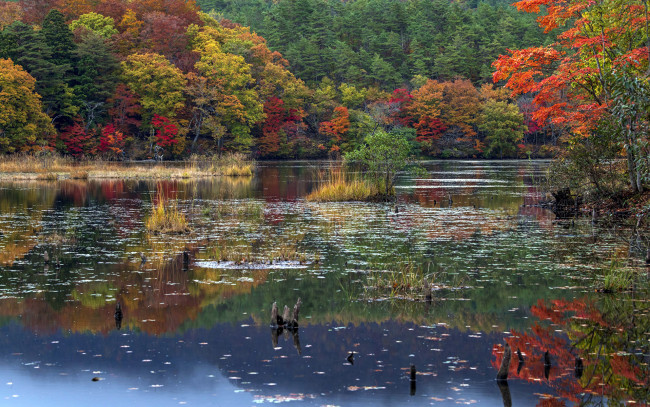 Обои картинки фото природа, реки, озера, пруд, деревья, осень