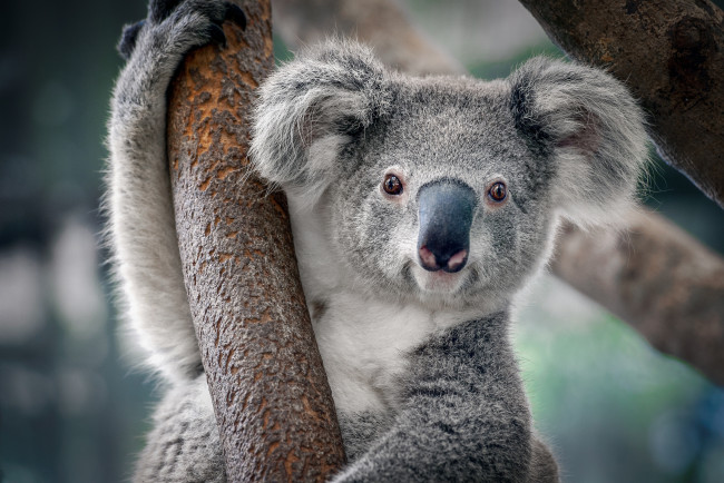 Обои картинки фото животные, коалы, коала
