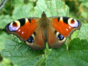 Картинка бабочки животные