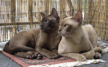 Картинка животные коты бурманская кошка