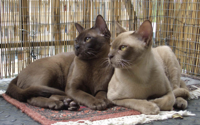 Обои картинки фото животные, коты, бурманская, кошка