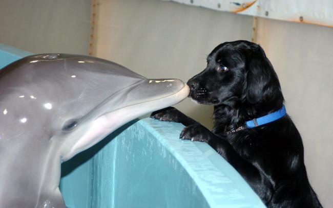 Обои картинки фото животные, разные, вместе, щенок, дельфин