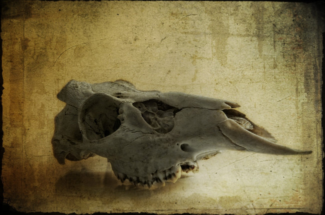 Обои картинки фото Череп, оленя, разное, кости, рентген, глазницы, череп, зубы