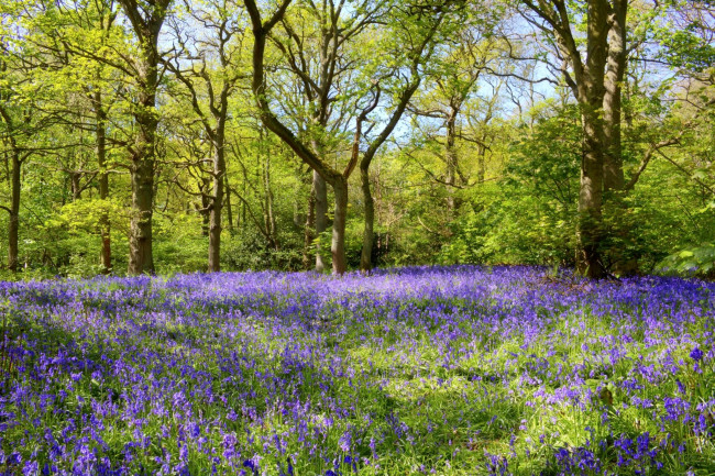 Обои картинки фото природа, лес, фиолетовый, деревья, трава, цветы