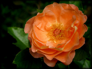 Картинка цветы розы шиповник