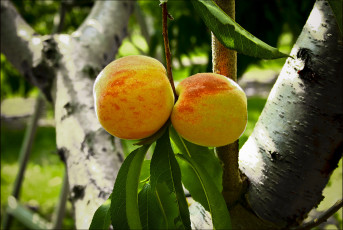 обоя природа, плоды, персики