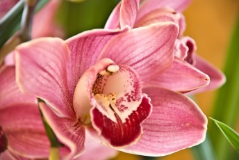 Картинка цветы орхидеи розовый лепестки