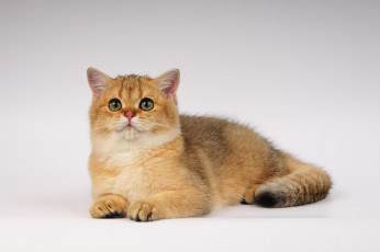 Картинка животные коты ушки глазки взгляд кошка