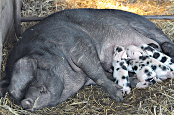 Картинка животные свиньи кабаны мама свинья поросята