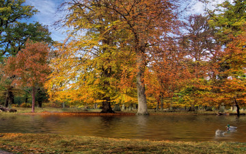 обоя autumn, park, природа, парк, пруд, утки, деревья
