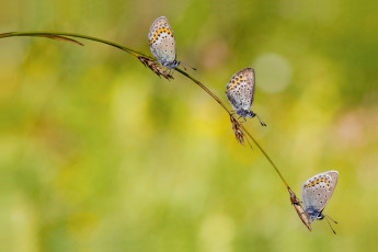 Картинка животные бабочки травинка трио светлый фон колоски