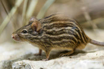 Картинка животные крысы +мыши полосатый