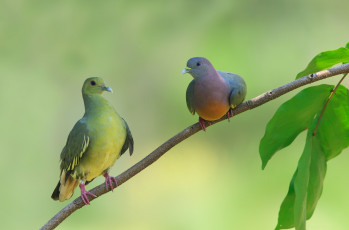 Картинка животные голуби листья дерево ветка птицы