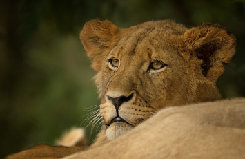 Картинка животные львы портрет львица хищник