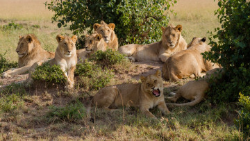 Картинка животные львы прайд