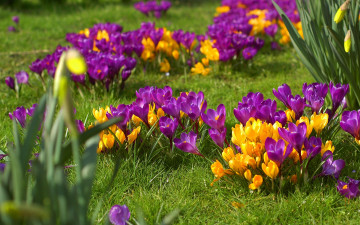 Картинка цветы крокусы травка весна
