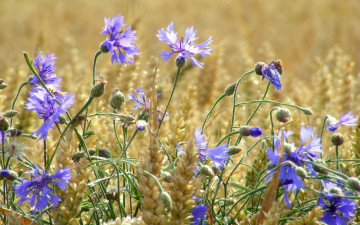 Картинка цветы васильки колосья пшеница поле лето