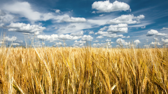 Обои картинки фото природа, поля, небо, украина, пшеница, облака