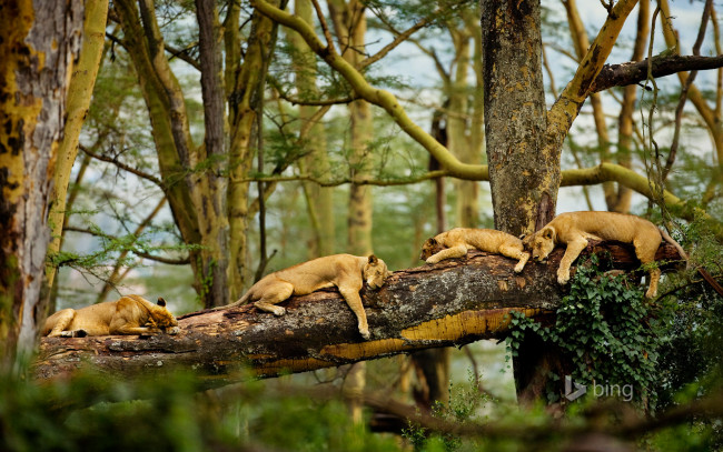 Обои картинки фото животные, львы, отдых, лес