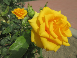 Картинка цветы розы жёлтая