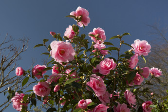 Картинка цветы камелии ветки розовый цвет