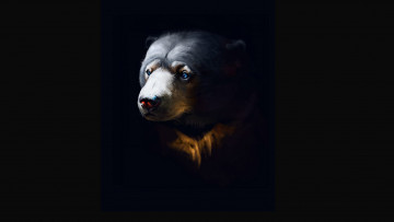 Картинка рисованное животные +медведи черный фон