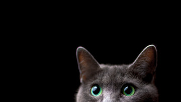 Картинка животные коты черный фон