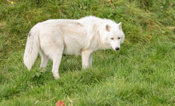 Картинка животные волки +койоты +шакалы трава белый цвет