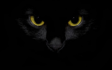 Картинка животные коты глаза черный цвет
