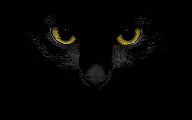 Обои картинки фото животные, коты, глаза, черный, цвет